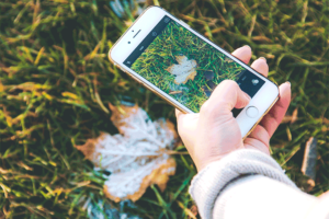 Conheça os principais aplicativos para identificar plantas