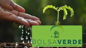 Bolsa Verde Como receber?